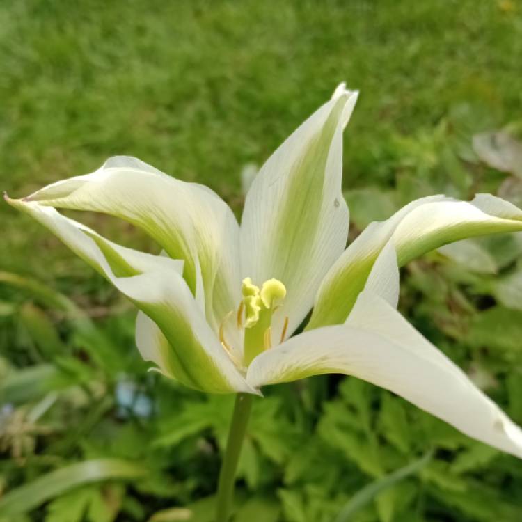 Plant image Tulipa 'Spring Green'