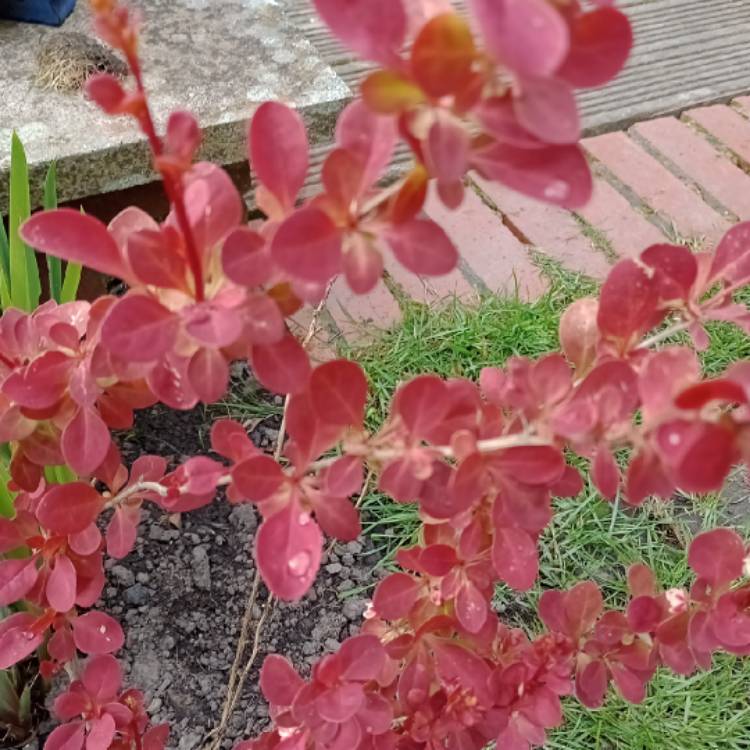 Plant image Berberis thunbergii 'Orange Sunrise'