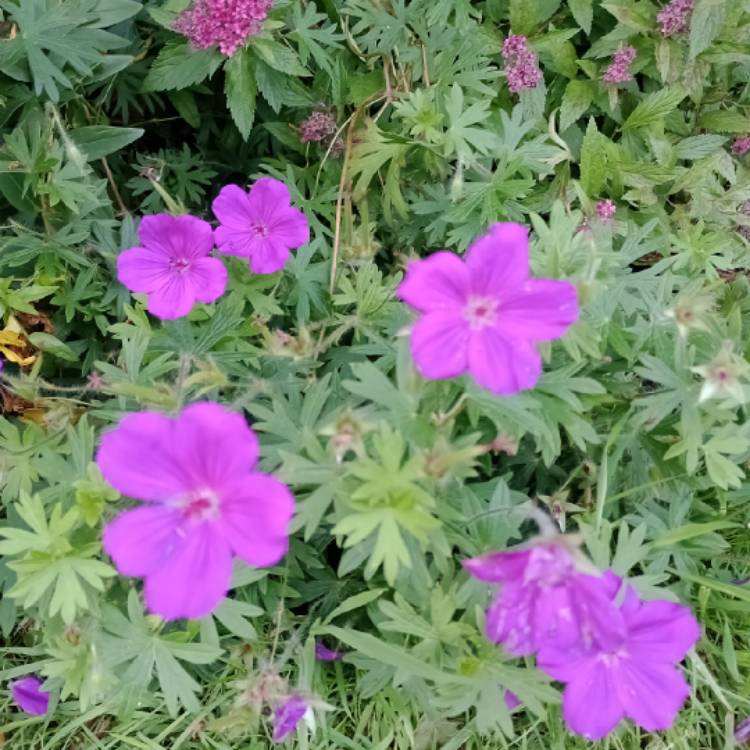 Plant image Geranium 'Tiny Monster'