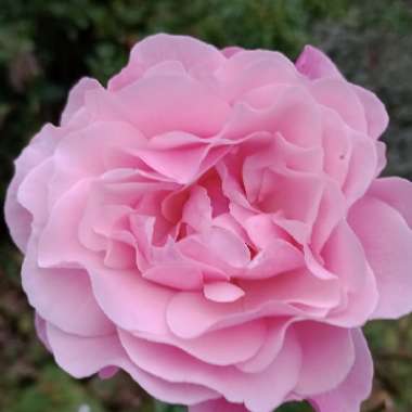 Rosa 'Tickled Pink'