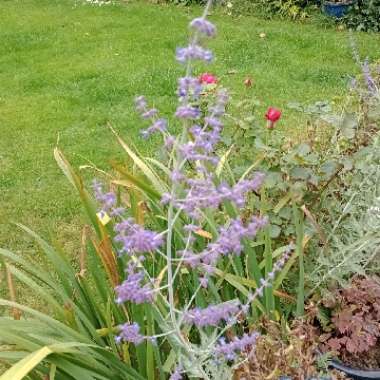 Russian Sage 'Blue Spire'