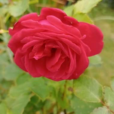 Rose 'Dame de Coeur'