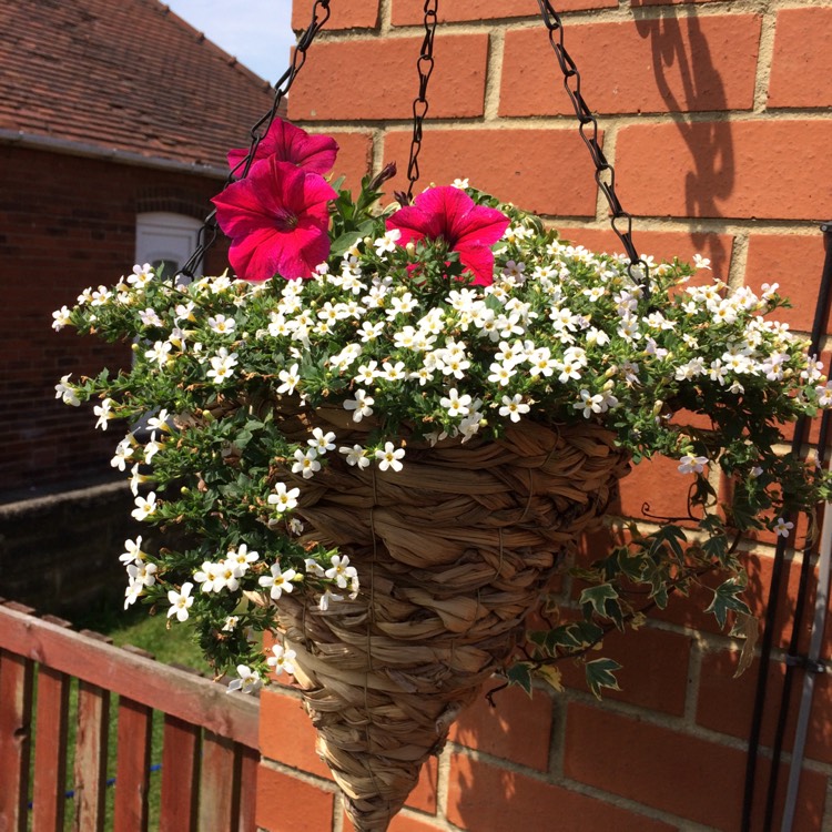 Plant image Bacopa