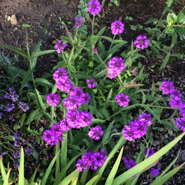 Verbena rigida syn. Verbena venosa