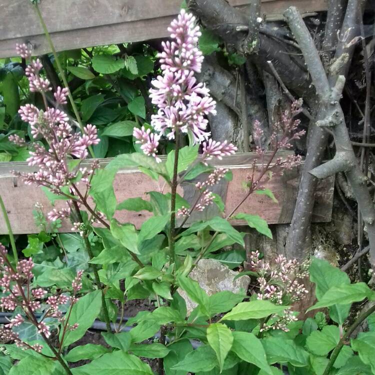 Plant image Syringa x prestoniae 'Miss Japan' syn. Syringa 'Miss Japan'