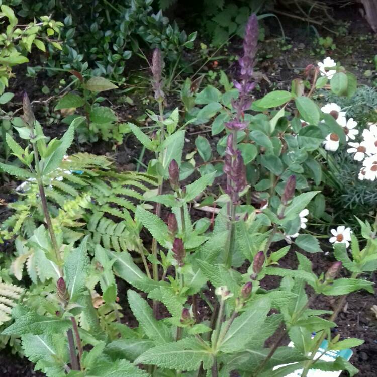 Plant image Salvia x sylvestris 'Blaukonigin' syn. Salvia 'Blue Queen'