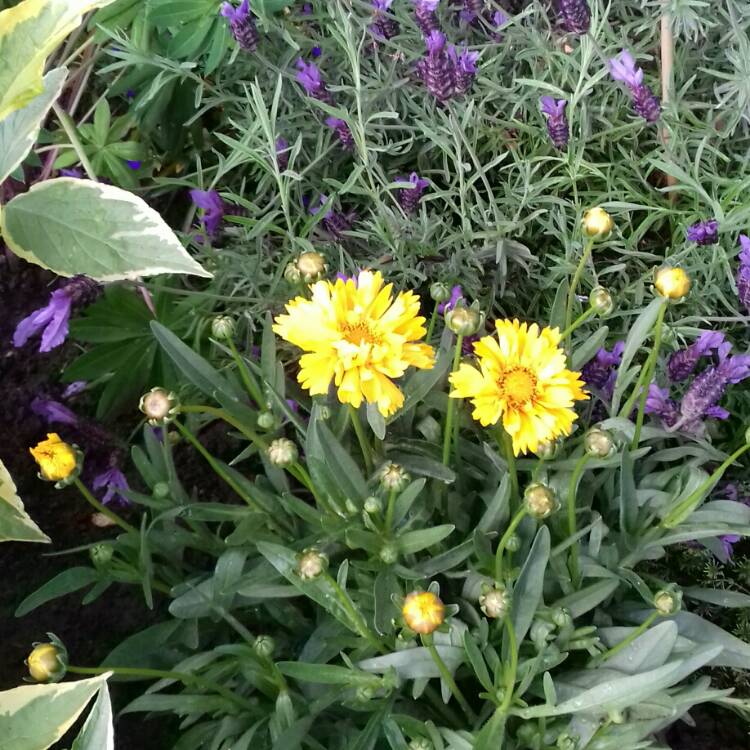 Plant image Coreopsis grandiflora 'Presto'