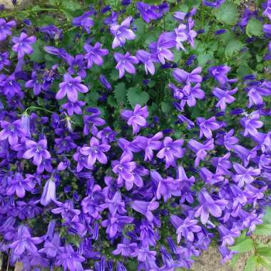 Campanula 'Intense Purple™'