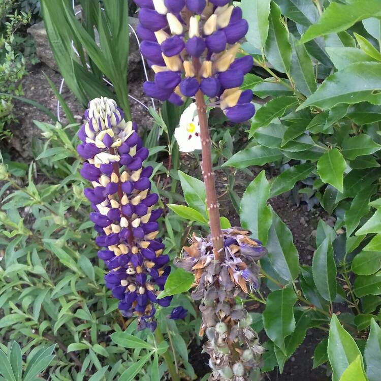 Plant image Lupinus 'Purple Emperor'