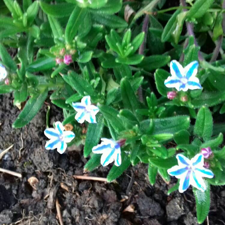 Plant image Lithodora diffusa 'Blue Star'