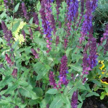 Salvia x sylvestris 'Blaukonigin' syn. Salvia 'Blue Queen'