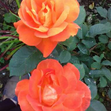 Rosa 'Orange Abundance'