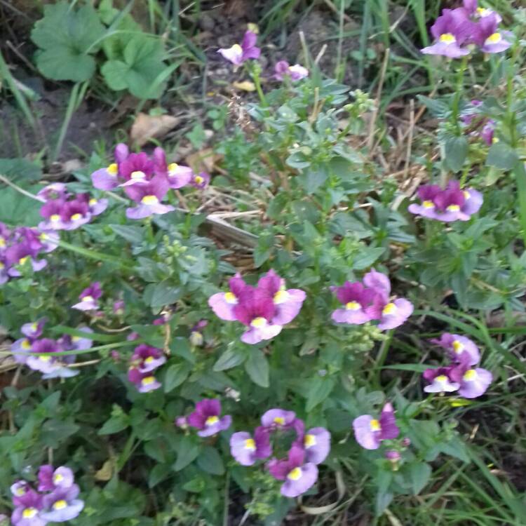 Plant image Nemesia