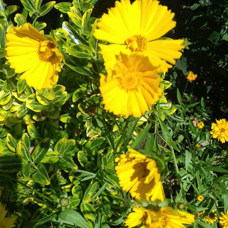 Plant image Coreopsis grandiflora 'Sunray'