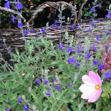 Salvia Microphylla 'Blue Note'