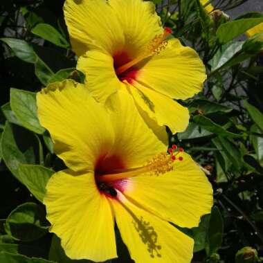 Hibiscus rosa-sinensis