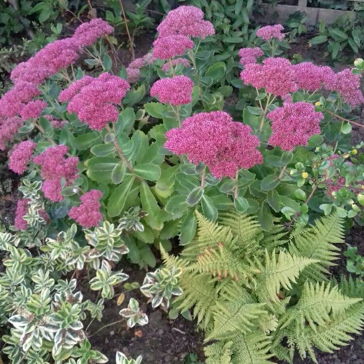 Plant image Sedum Telephium 'Thunderhead'