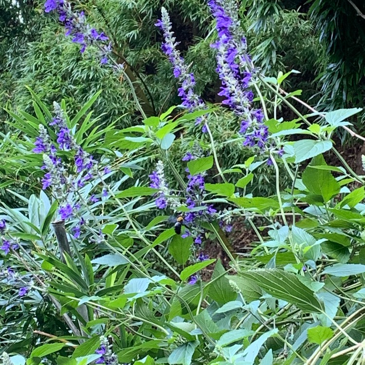 Plant image Salvia farinacea 'Blue Bedder'