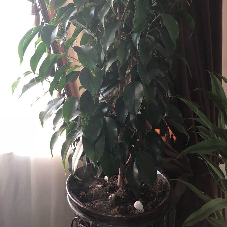 Plant image Ficus benjamina 'Exotica'