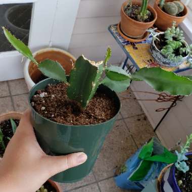 Moon Cactus (Graft)