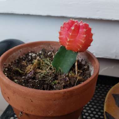 Moon Cactus (Graft)