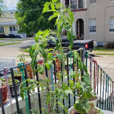 Tomato 'Creole'