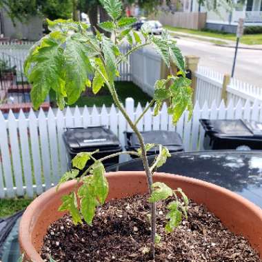 Tomato 'Red Beefsteak'