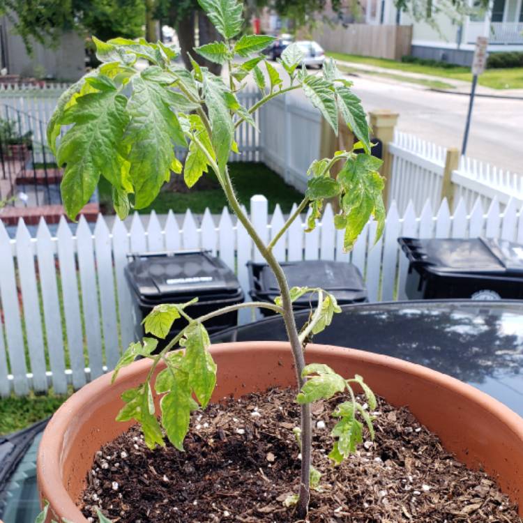 Plant image Solanum lycopersicum 'Red Beefsteak'