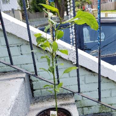 Chilli Pepper 'Cayenne'