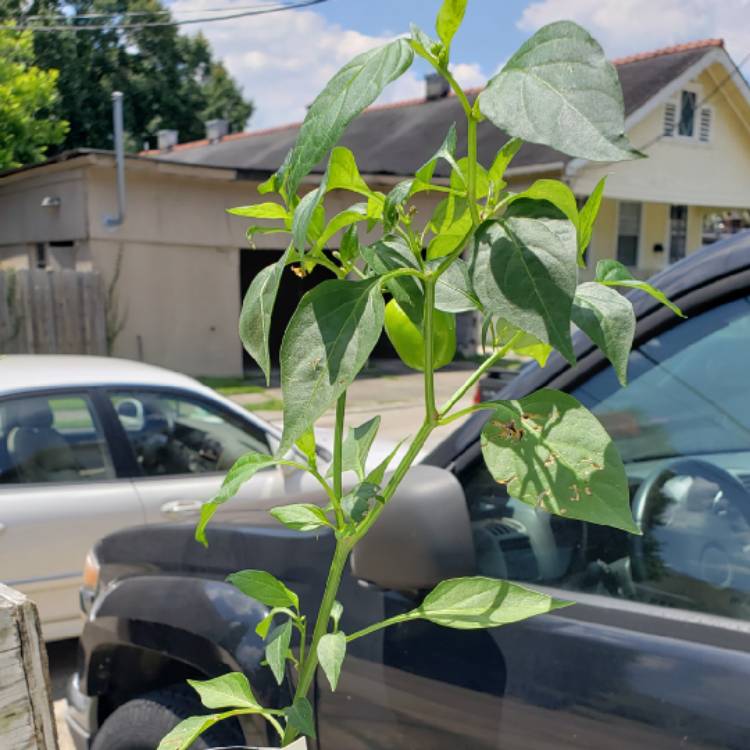 Plant image Capsicum 'Cajun Belle'