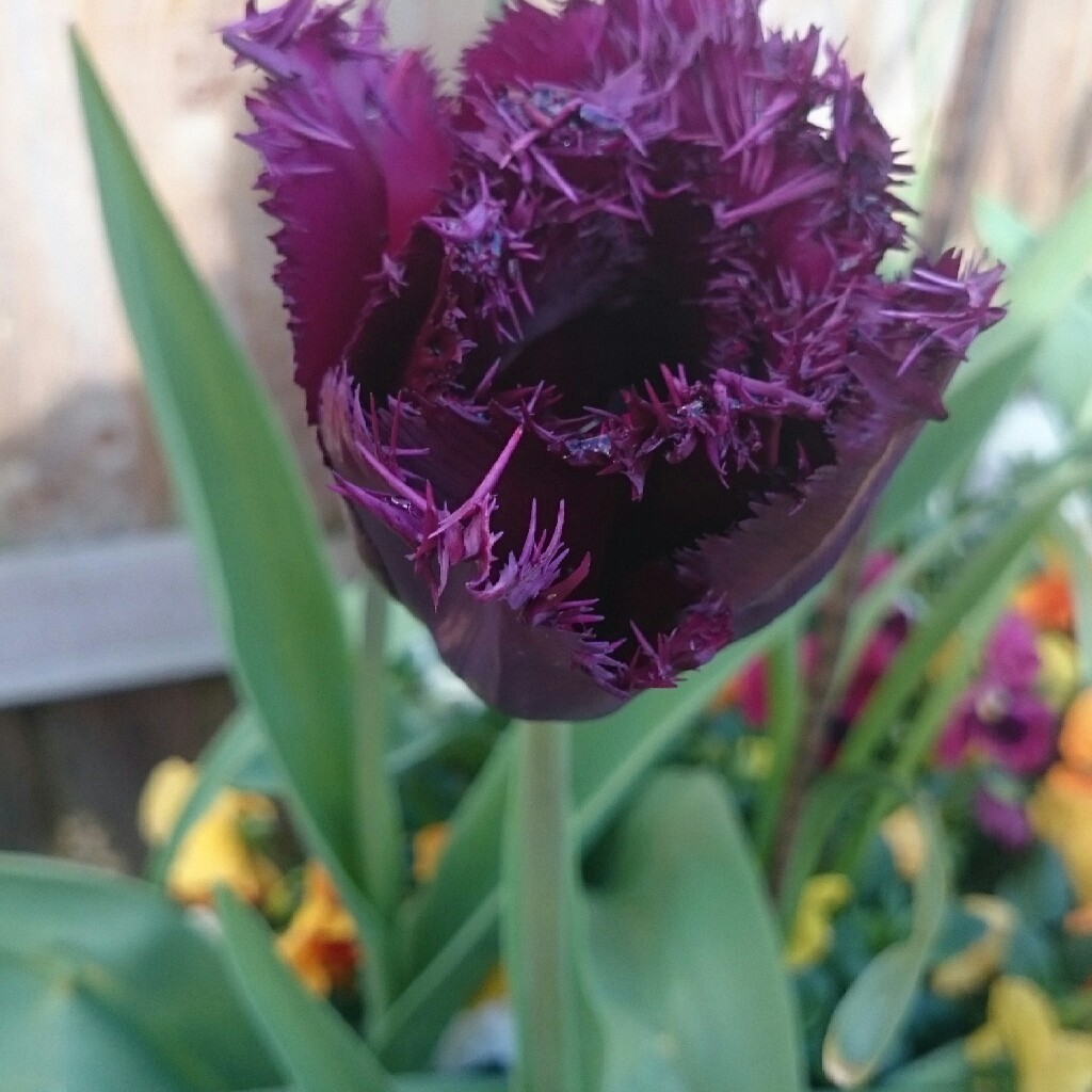 Tulipa 'Black Parrot'