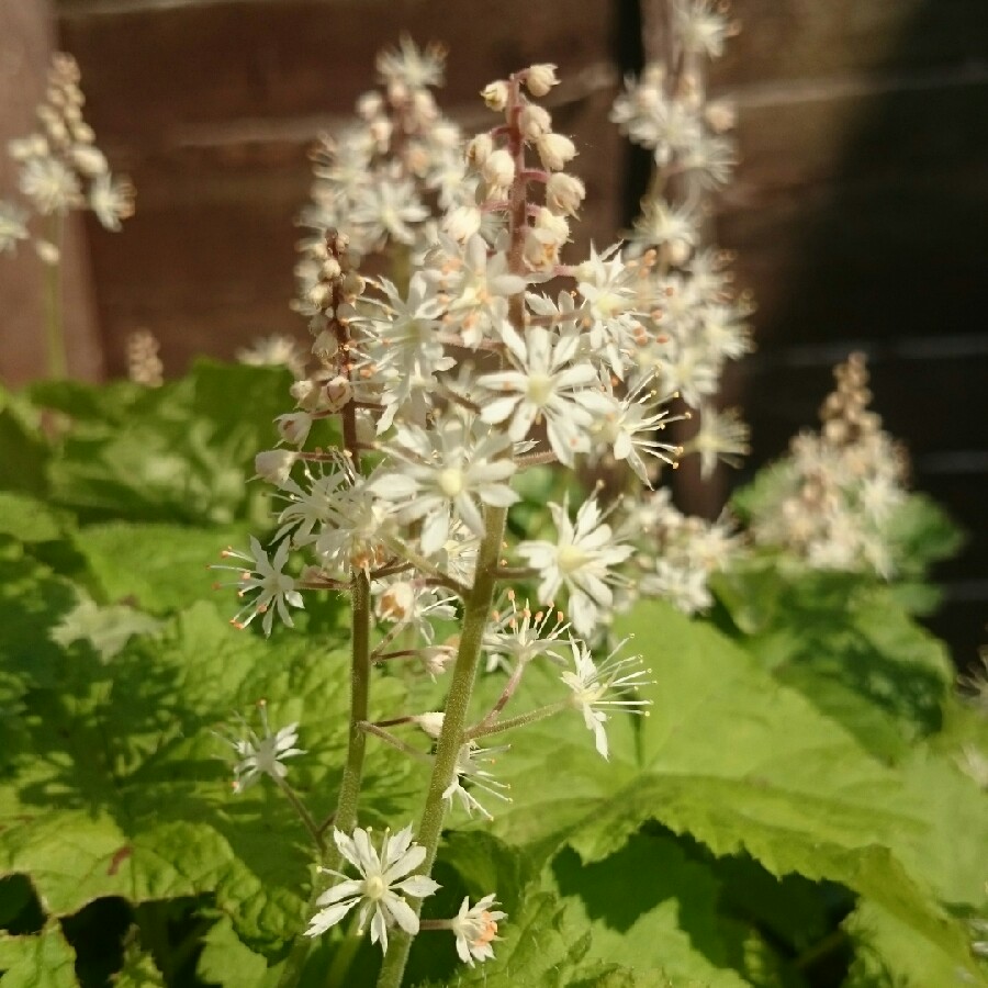 Plant image Tiarella cordifolia