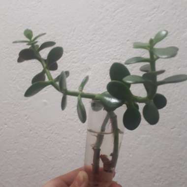 Jade Plant