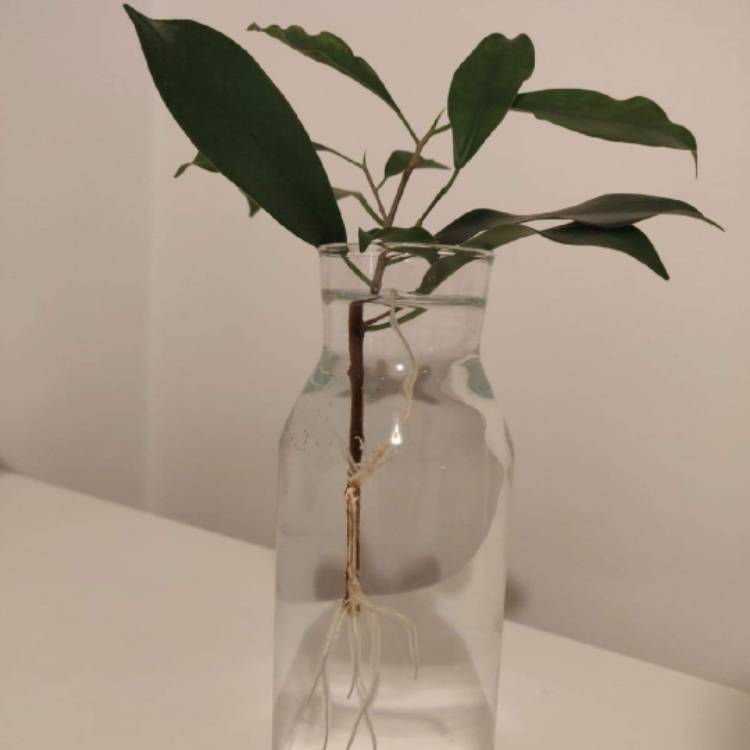 Plant image Ficus formosana (Bonsai)