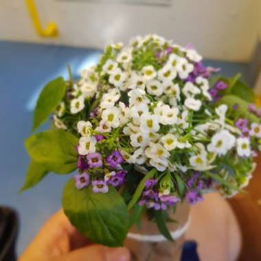 Lobularia maritima  syn. Alyssum maritimum