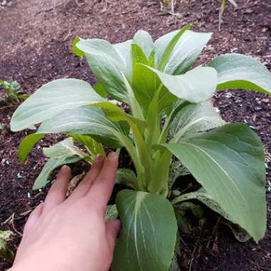 Brassica Rapa var Chinensis