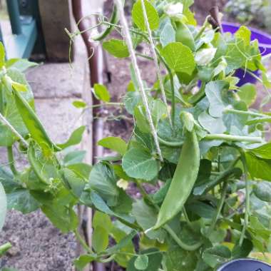 Pisum sativum var. saccharatum 'Oregon Giant'