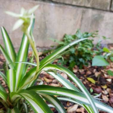 Spider Plant 'Bonnie'