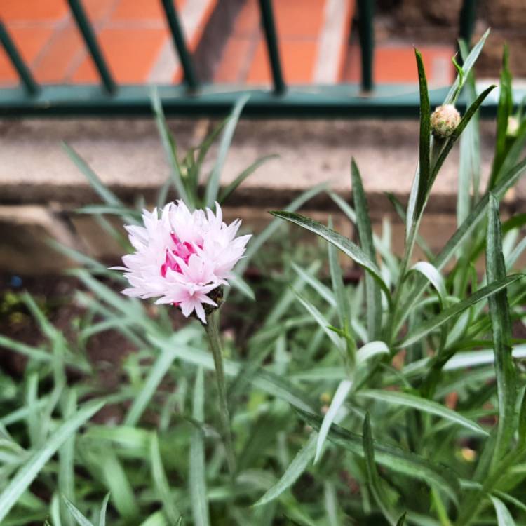 Plant image Centaurea Cyanus