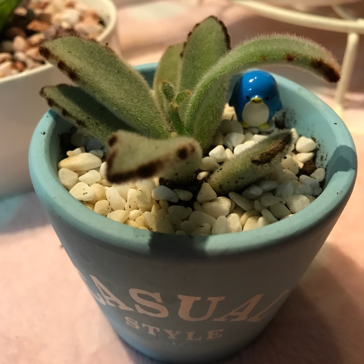 Plant image Kalanchoe tomentosa 'Black Tie'