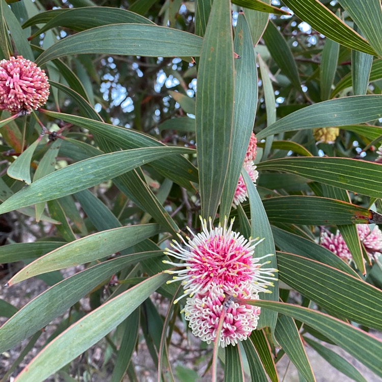 Plant image Hakea laurina