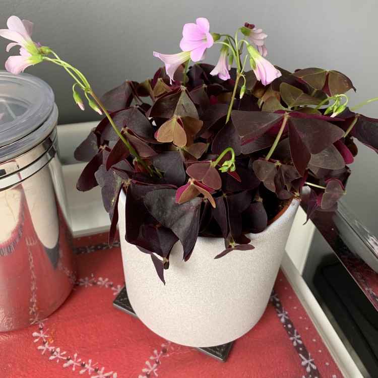 Plant image Oxalis 'Black Velvet'