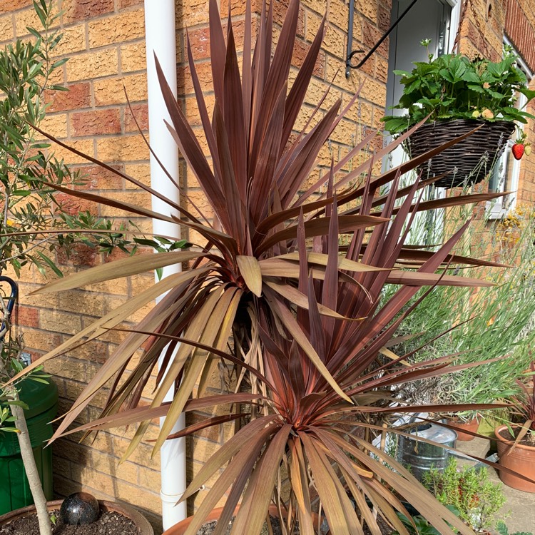 Plant image Cordyline Australis 'Red Sensation'