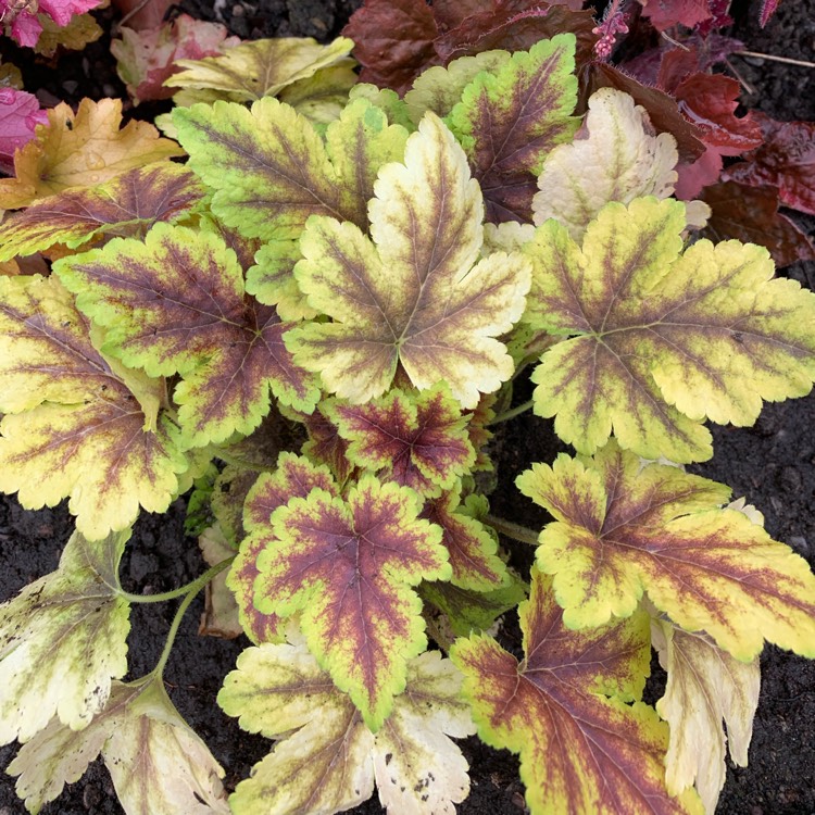 Plant image x Heucherella 'Golden Zebra'