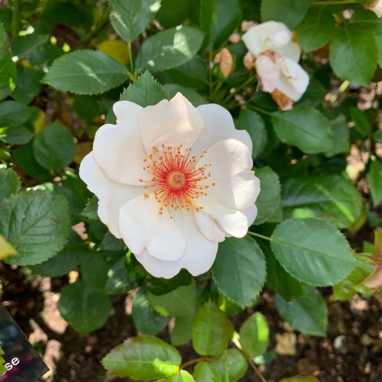 Plant image Rosa 'Ausfence' syn. Rosa 'Kew Gardens'