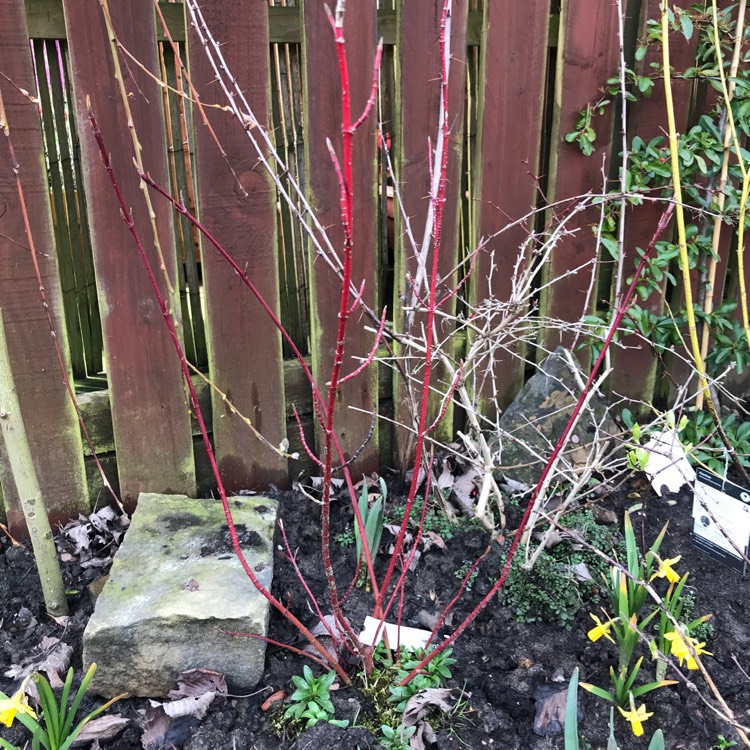 Plant image Cornus Alba