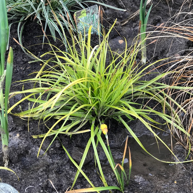 Plant image Carex oshimensis EverColor® 'Everillo'