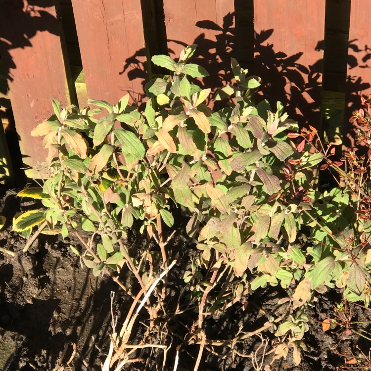 Plant image Salvia officinalis 'Aurea'