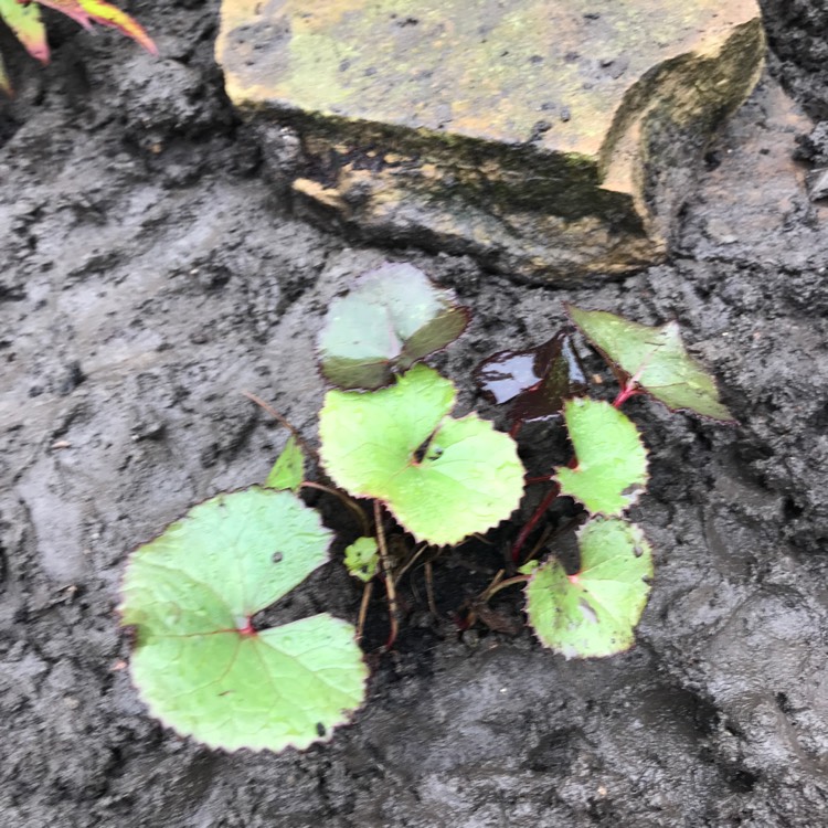 Plant image Ligularia 'Othello'