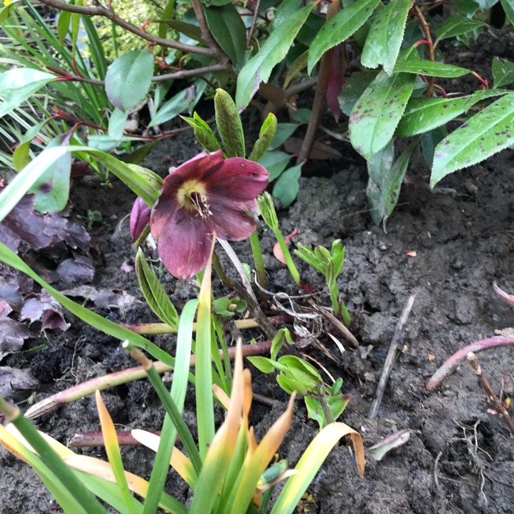 Plant image Helleborus x hybridus 'Double Ellen Purple' (Double Ellen Series)